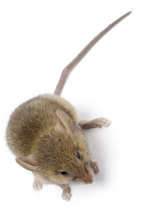 Image d'une souris