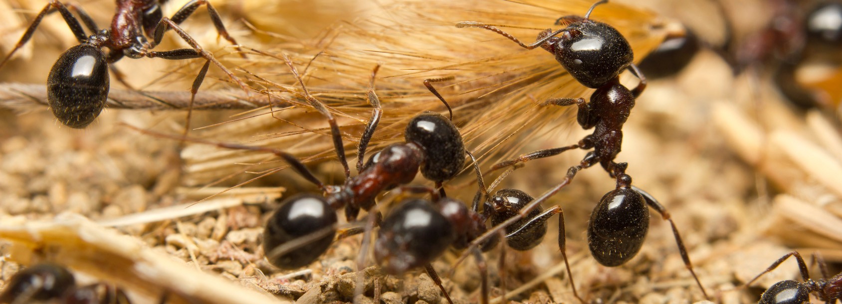 Fourmis noires