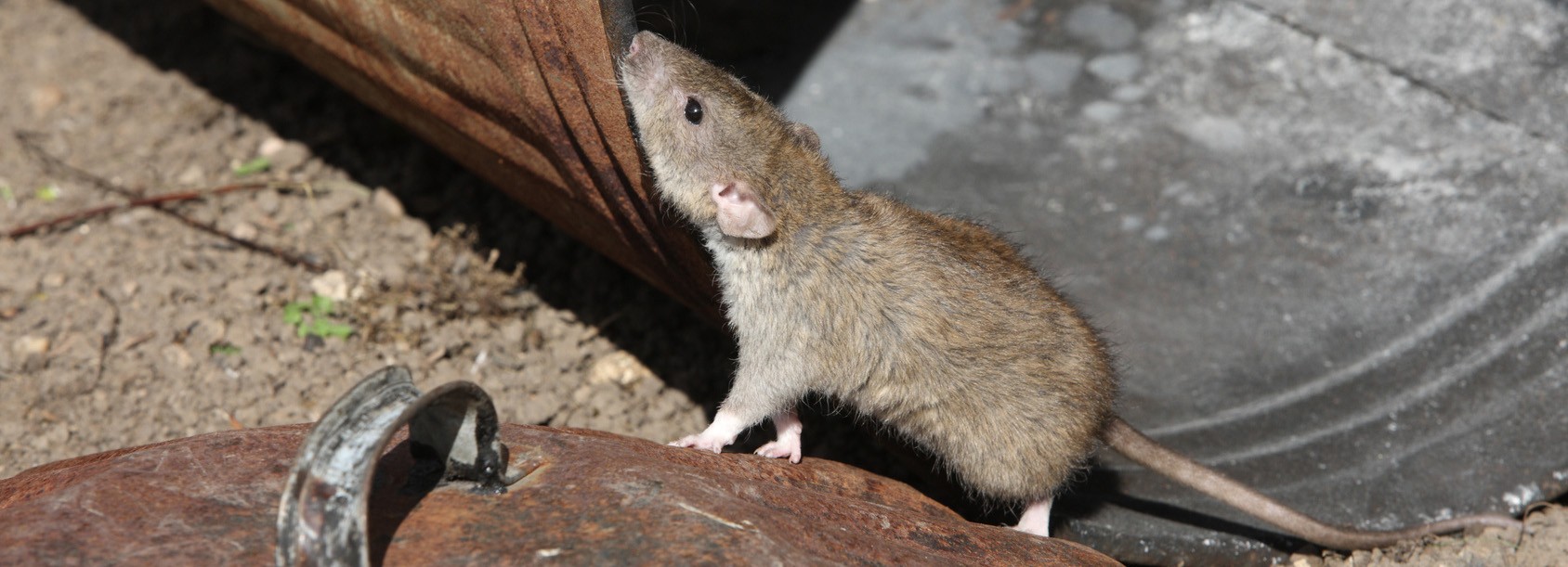 Surmulot rat brun égout