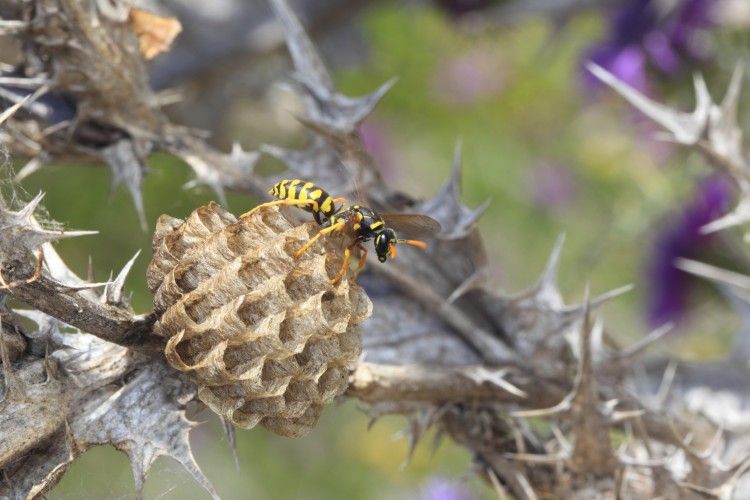 Nid de guêpes polistes